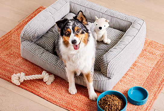 A dog laying on a plush dog bed surrounded by ceramic bowls & a rope toy.